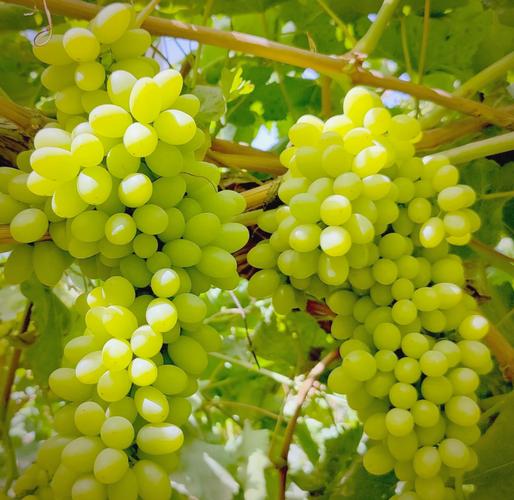 无籽的小葡萄什么品种-第1张图片-宁夏农业信息网