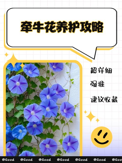 阳台牵牛花怎么种？-第1张图片-宁夏农业信息网