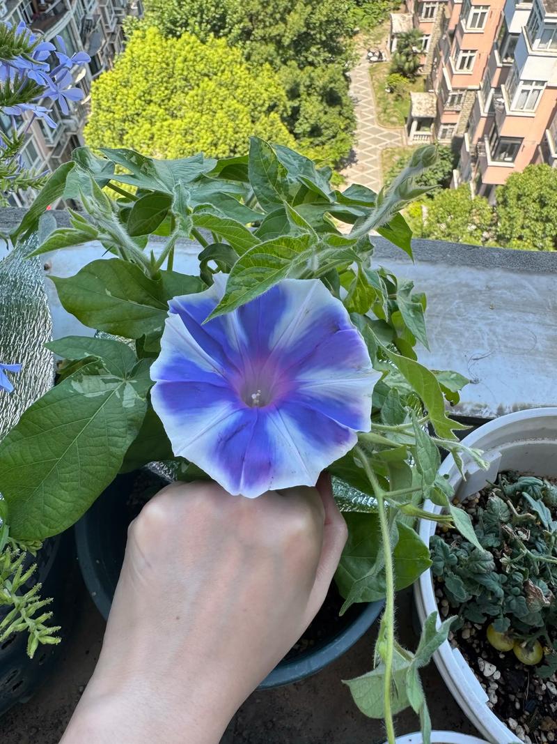 阳台牵牛花怎么种？-第2张图片-宁夏农业信息网