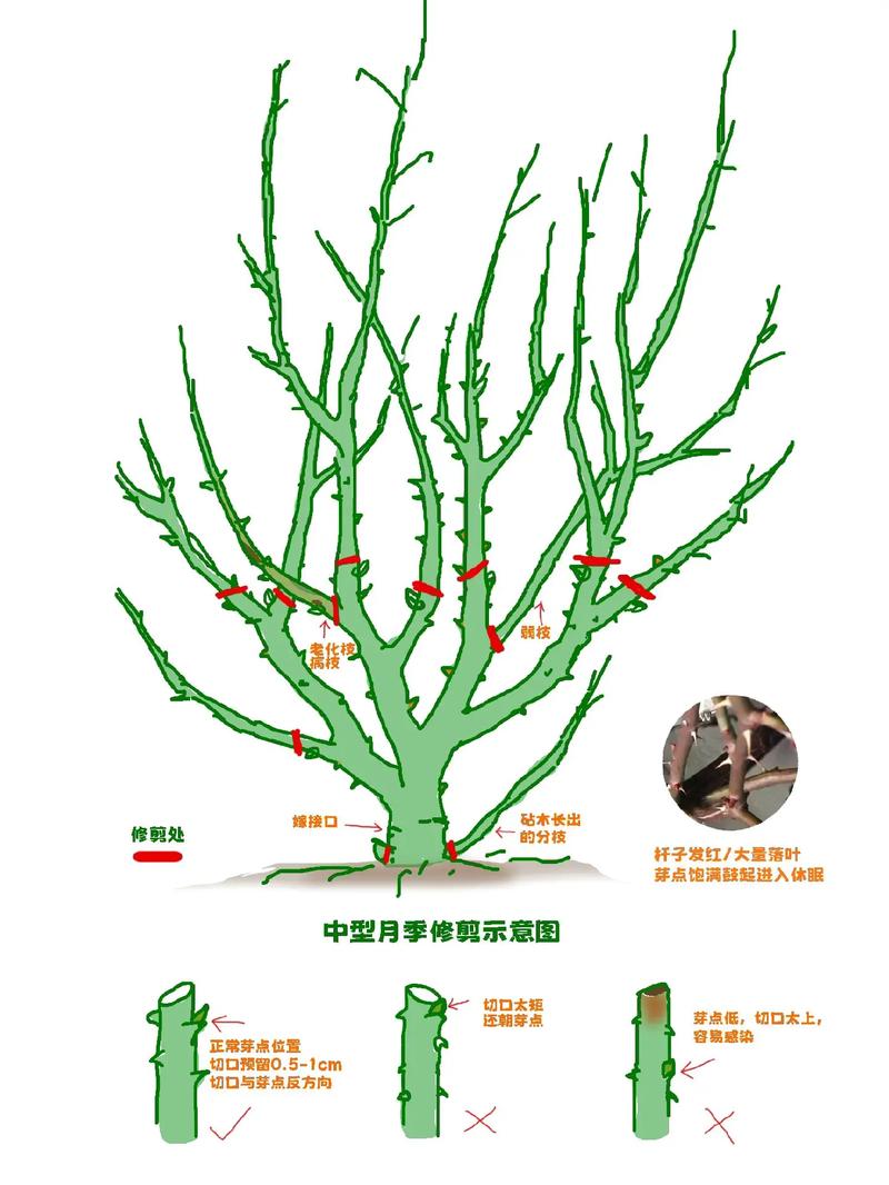 月季花何时扦插成活率最高？-第1张图片-宁夏农业信息网