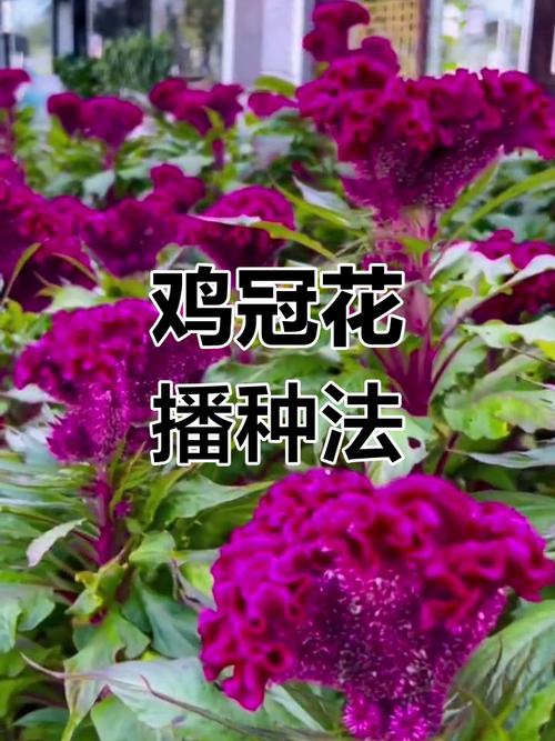 家庭鸡冠花怎么养才好？-第2张图片-宁夏农业信息网