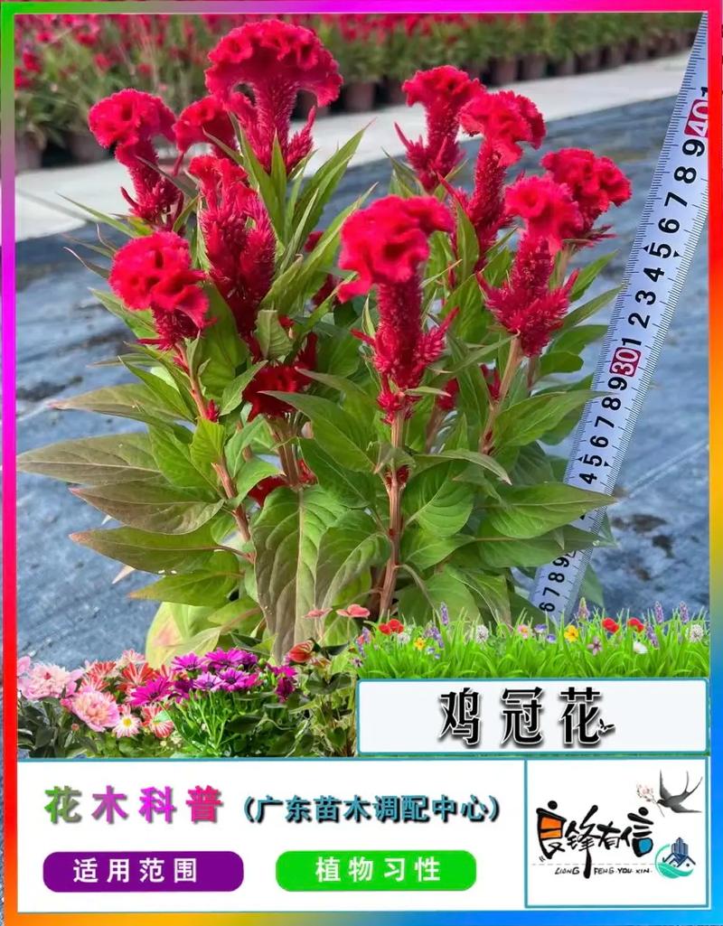 家庭鸡冠花怎么养才好？-第3张图片-宁夏农业信息网