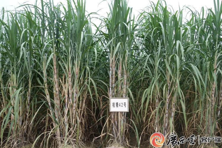 广西高糖蔗有哪些优良品种？-第1张图片-宁夏农业信息网