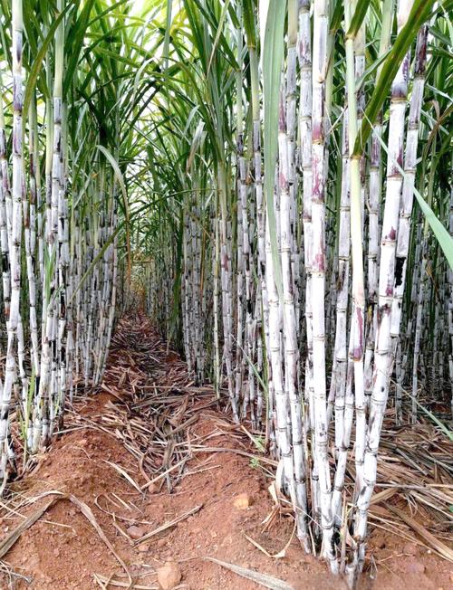 广西高糖蔗有哪些优良品种？-第2张图片-宁夏农业信息网
