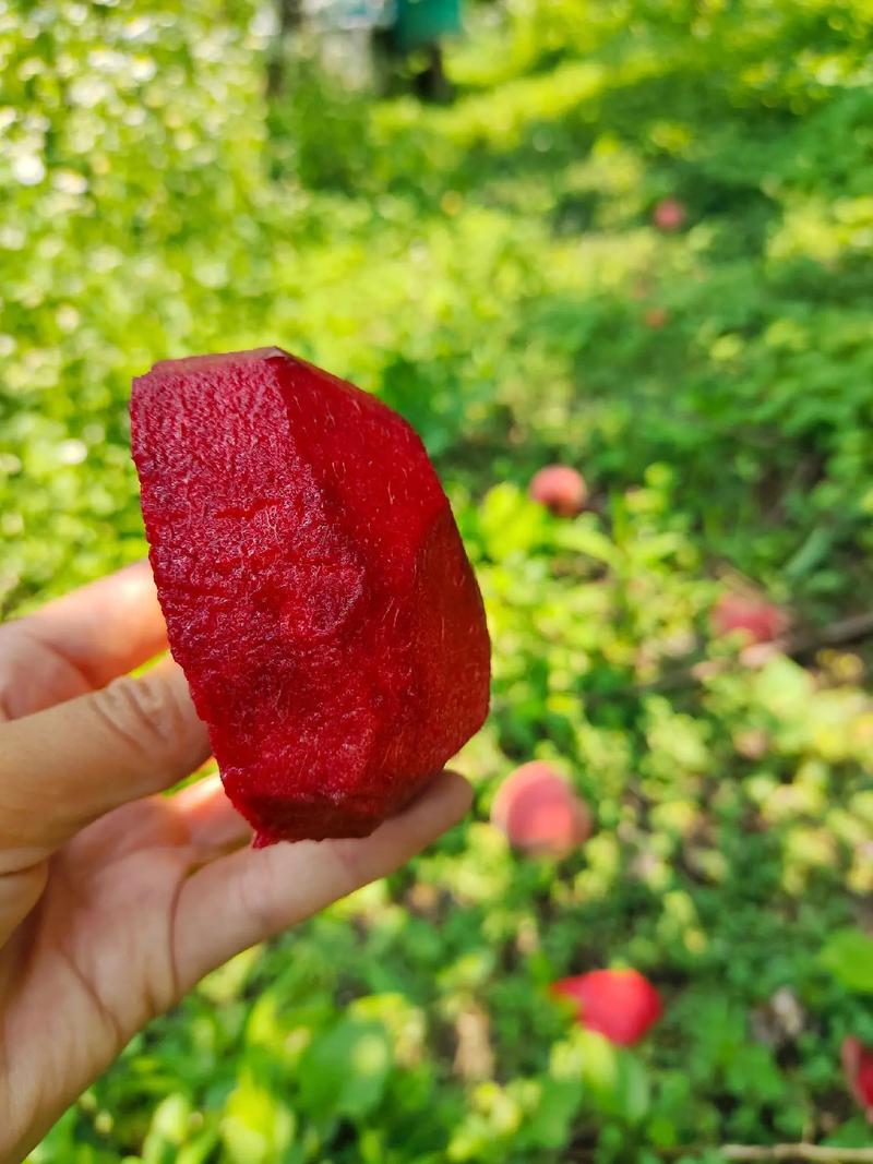 光战1号桃树品种介绍-第1张图片-宁夏农业信息网