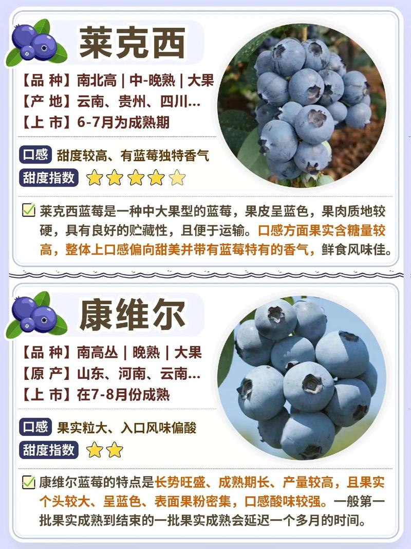 哪种蓝莓品种能一年挂果？-第1张图片-宁夏农业信息网