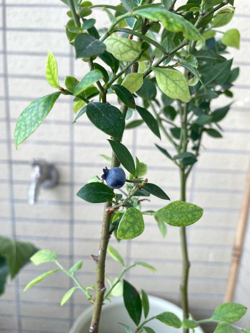 哪种蓝莓品种能一年挂果？-第2张图片-宁夏农业信息网
