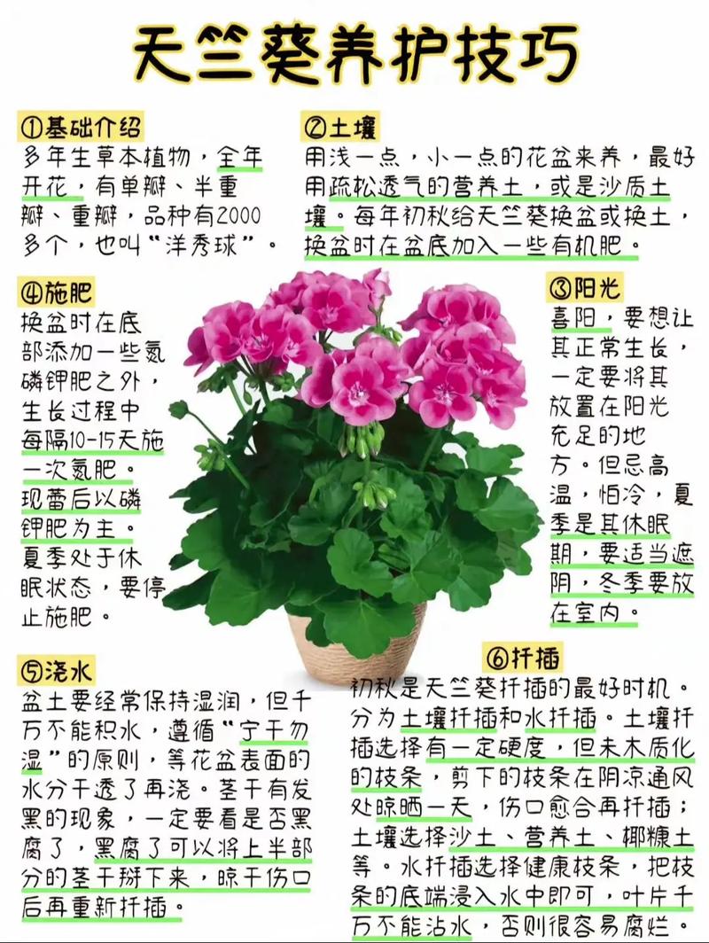 天竺葵品种介绍和图片-第1张图片-宁夏农业信息网