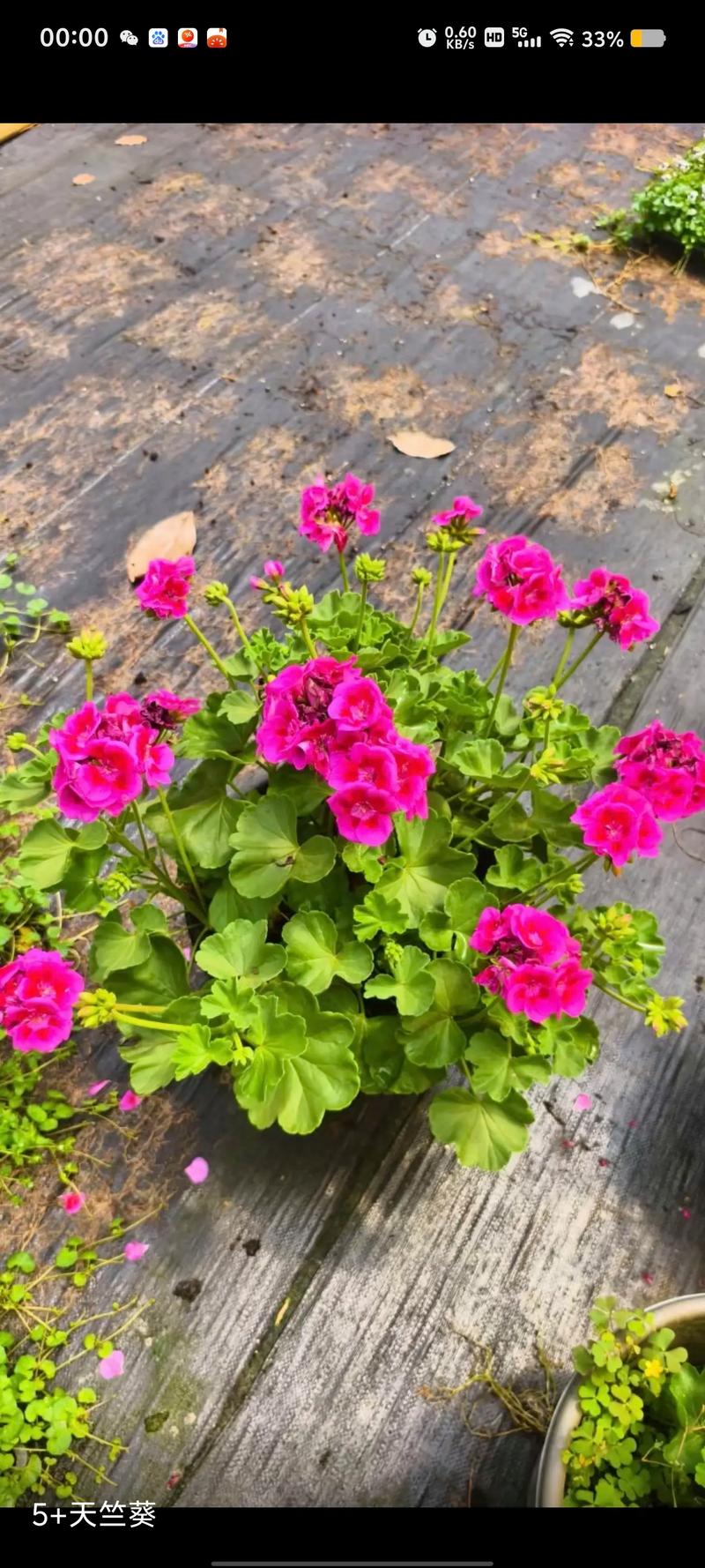 天竺葵品种介绍和图片-第2张图片-宁夏农业信息网