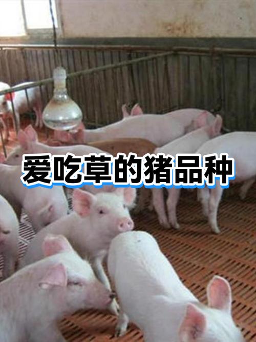 哪些猪品种是吃草的？-第1张图片-宁夏农业信息网