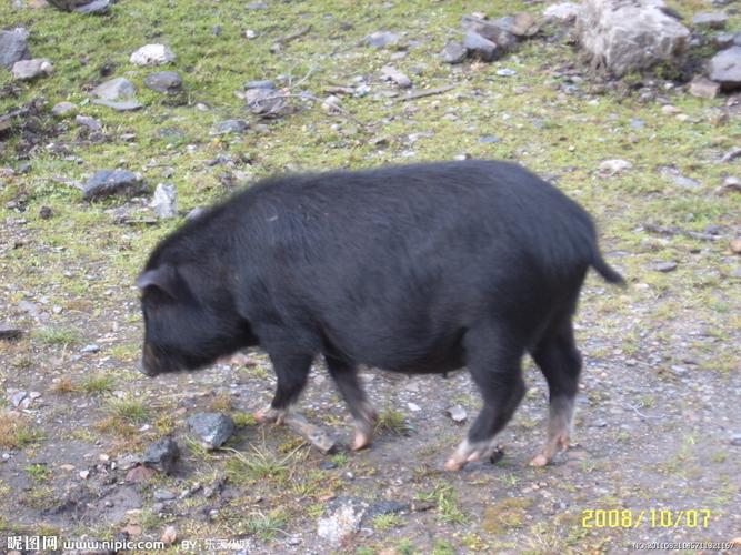哪些猪品种是吃草的？-第3张图片-宁夏农业信息网