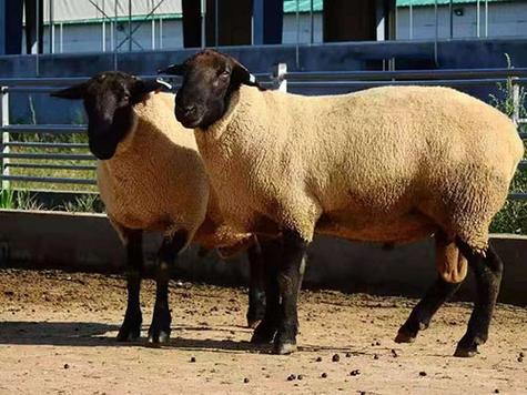 福建适合养什么品种的羊？-第3张图片-宁夏农业信息网