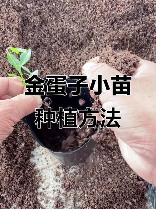 金弹子小苗移栽新方法有何妙招?-第1张图片-宁夏农业信息网 金弹子小苗移栽新方法有何妙招?-第1张图片-宁夏农业信息网