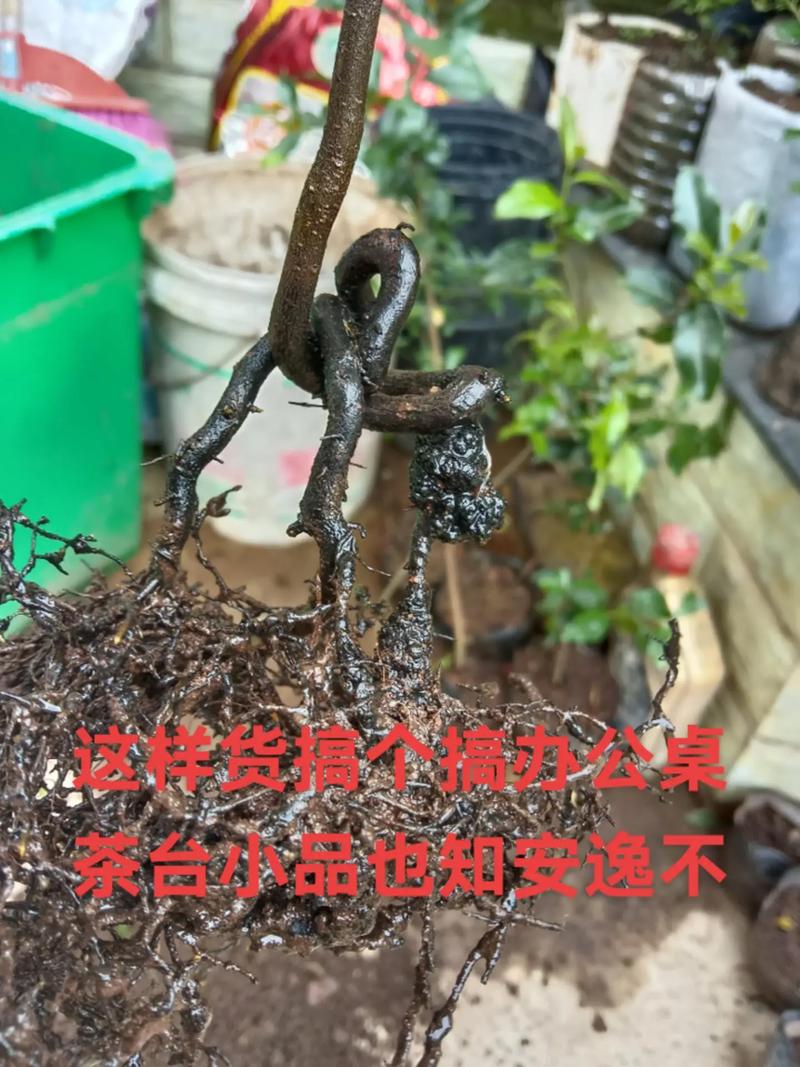 金弹子小苗移栽新方法有何妙招?-第2张图片-宁夏农业信息网 金弹子小苗移栽新方法有何妙招?-第2张图片-宁夏农业信息网