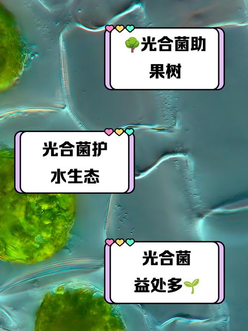 光合菌如何助力水产养殖？-第1张图片-宁夏农业信息网