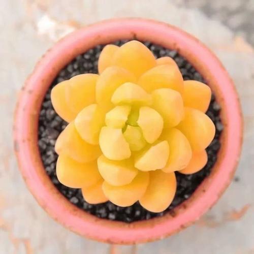 黄丽多肉怎么养殖方法-第1张图片-宁夏农业信息网 黄丽多肉怎么养殖方法-第1张图片-宁夏农业信息网