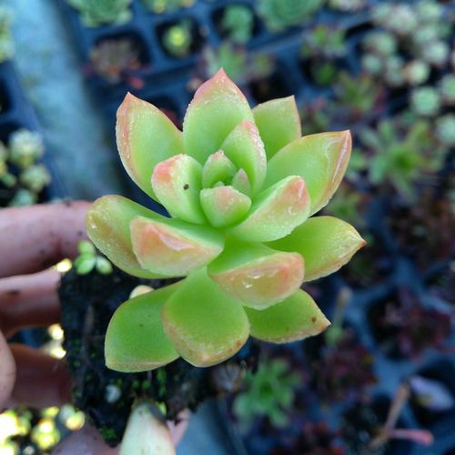 黄丽多肉怎么养殖方法-第2张图片-宁夏农业信息网