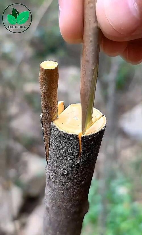 大柿树嫁接方法图片怎么用？-第1张图片-宁夏农业信息网