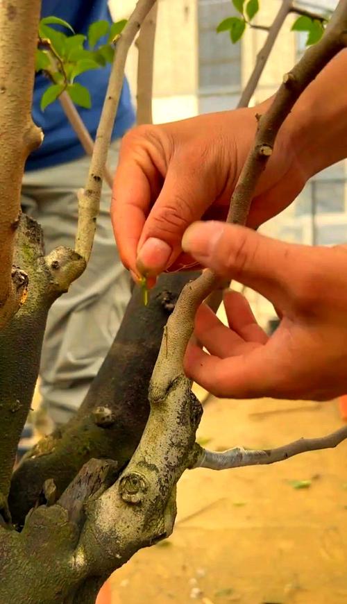 大柿树嫁接方法图片怎么用？-第2张图片-宁夏农业信息网