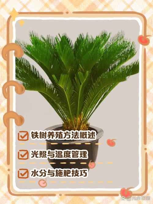铁树怎么养？方法和注意事项有哪些？-第1张图片-宁夏农业信息网
