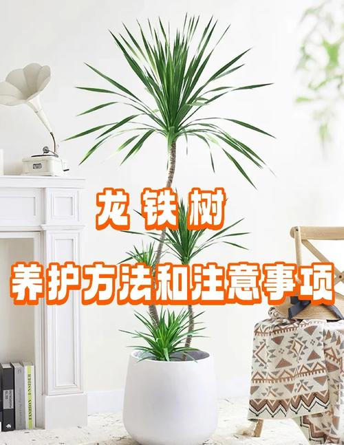 铁树怎么养？方法和注意事项有哪些？-第2张图片-宁夏农业信息网