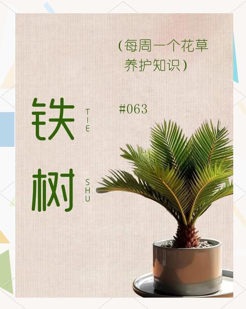 铁树怎么养？方法和注意事项有哪些？-第3张图片-宁夏农业信息网