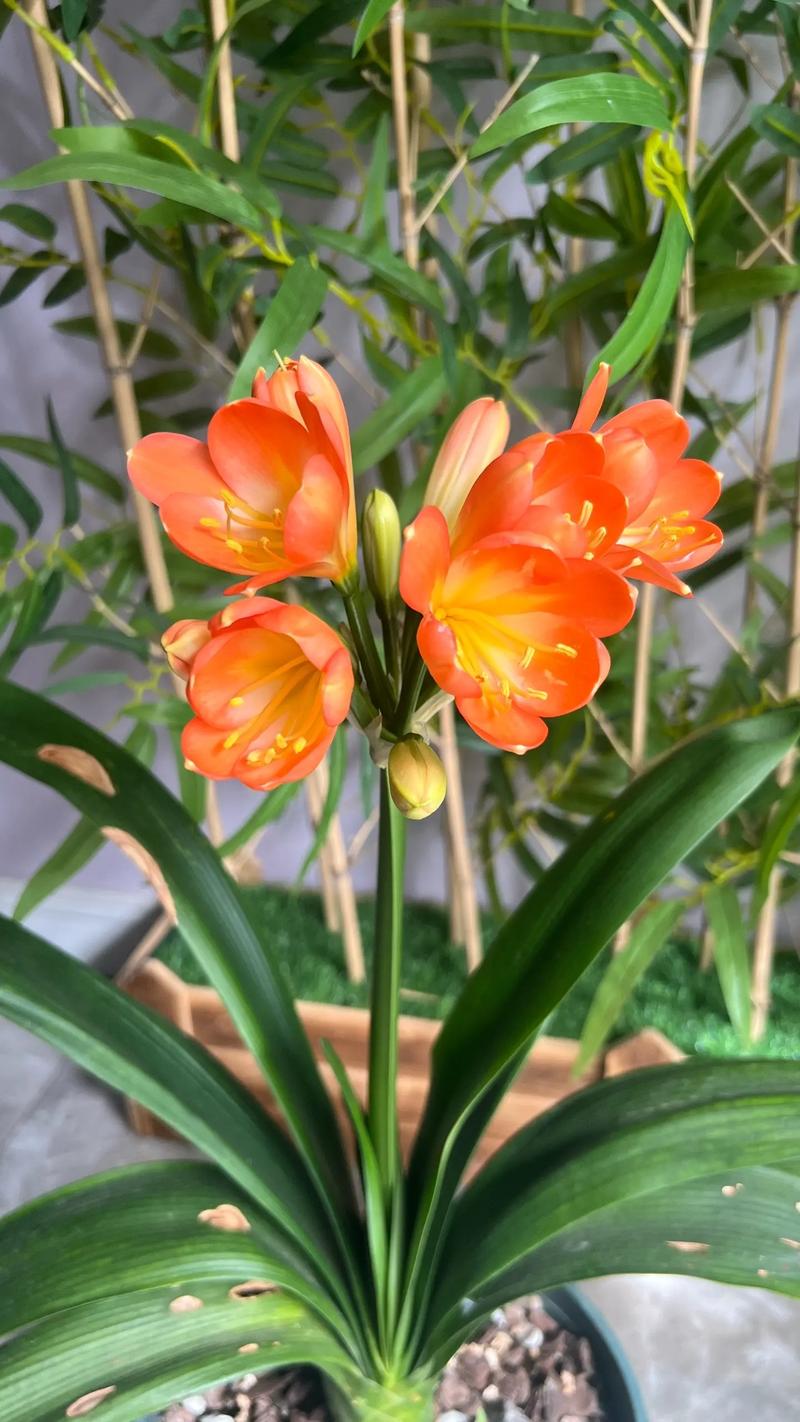 君子兰花期最长品种是哪个？-第1张图片-宁夏农业信息网