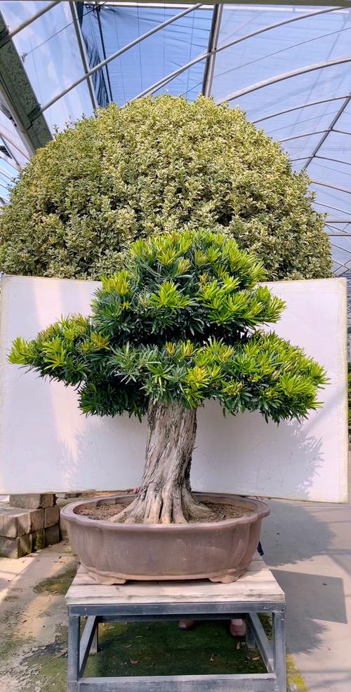 罗汉松哪些品种最值钱?-第1张图片-宁夏农业信息网 罗汉松哪些品种最值钱?-第1张图片-宁夏农业信息网