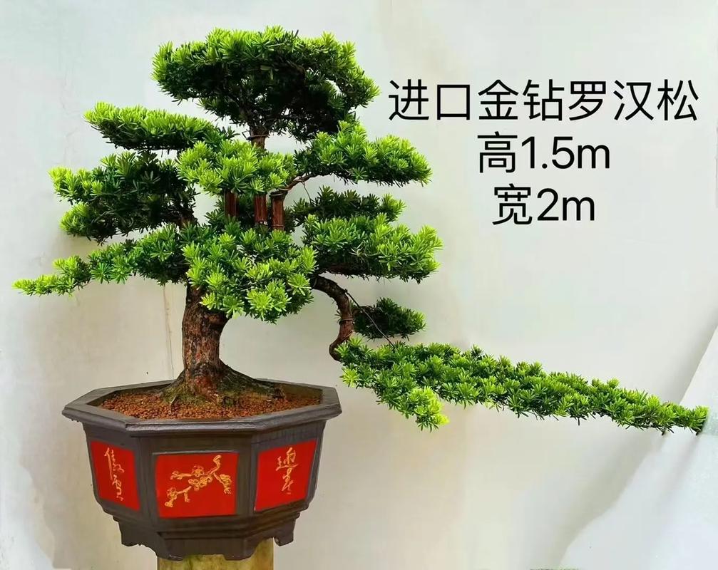 罗汉松哪些品种最值钱?-第2张图片-宁夏农业信息网 罗汉松哪些品种最值钱?-第2张图片-宁夏农业信息网