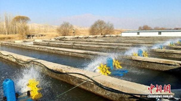 甘肃平凉水产养殖基地-第1张图片-宁夏农业信息网 甘肃平凉水产养殖基地-第1张图片-宁夏农业信息网