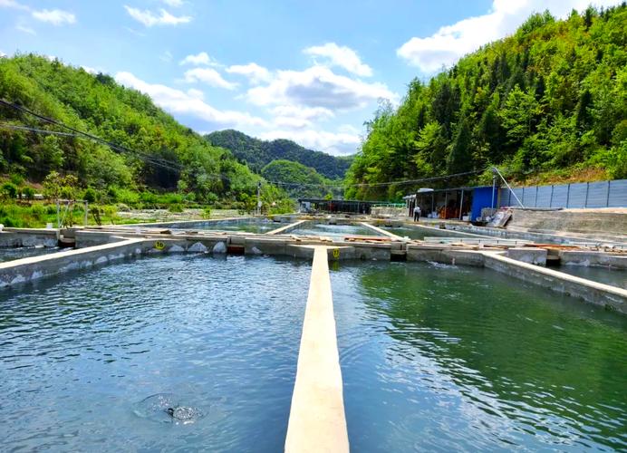 甘肃平凉水产养殖基地-第3张图片-宁夏农业信息网 甘肃平凉水产养殖基地-第3张图片-宁夏农业信息网