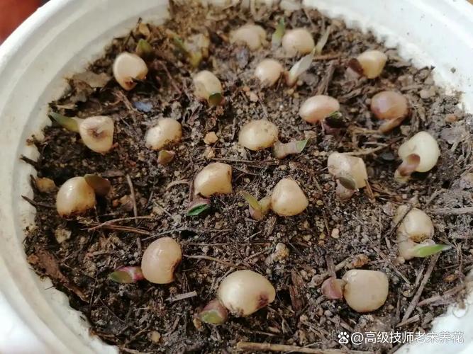 君之兰种子的种植方法-第1张图片-宁夏农业信息网