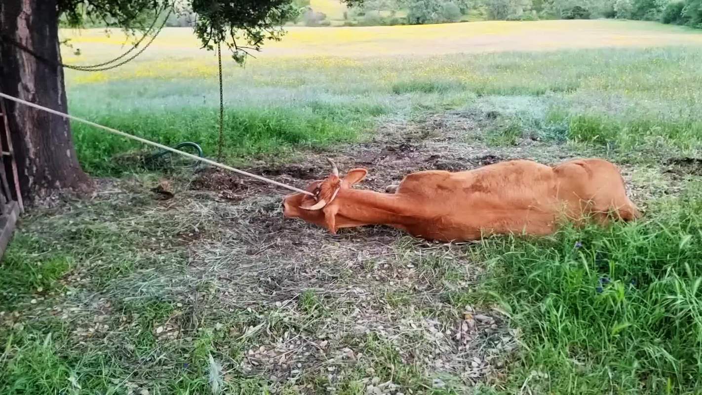 牛倒地不起怎么办?急救方法有哪些?-第1张图片-宁夏农业信息网 牛倒地不起怎么办?急救方法有哪些?-第1张图片-宁夏农业信息网