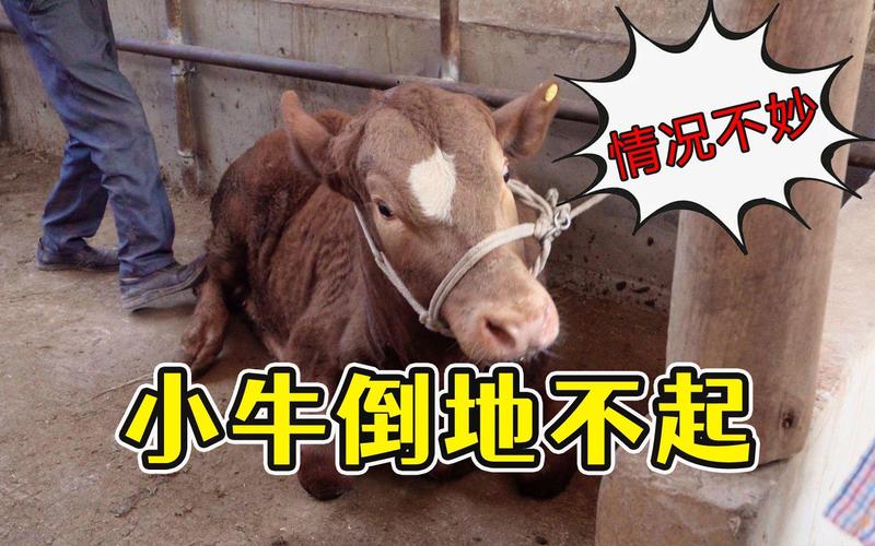 牛倒地不起怎么办?急救方法有哪些?-第3张图片-宁夏农业信息网 牛倒地不起怎么办?急救方法有哪些?-第3张图片-宁夏农业信息网