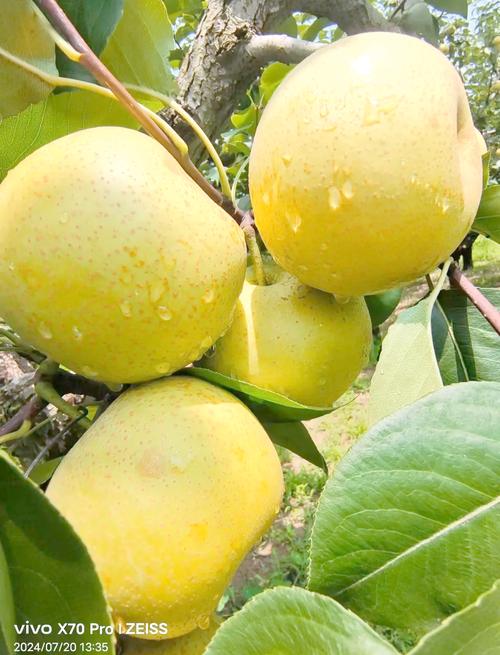 皇冠梨是什么品种的梨-第1张图片-宁夏农业信息网 皇冠梨是什么品种的梨-第1张图片-宁夏农业信息网