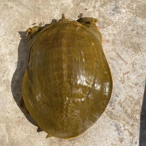 土黄色甲鱼是哪个稀有品种？-第2张图片-宁夏农业信息网