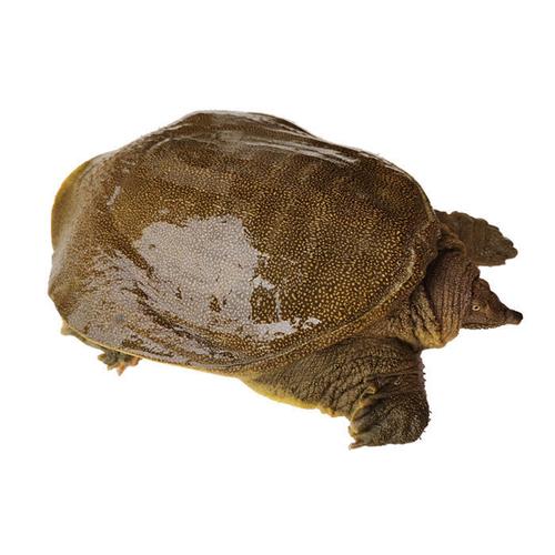 土黄色甲鱼是哪个稀有品种？-第3张图片-宁夏农业信息网