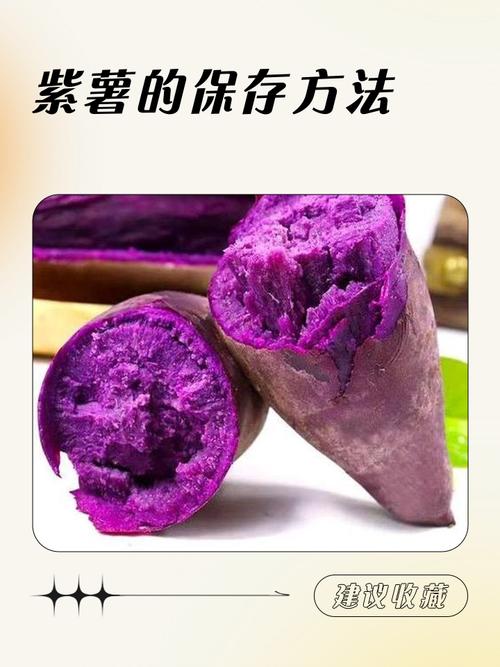 紫薯何时种？怎么种才高产？-第2张图片-宁夏农业信息网