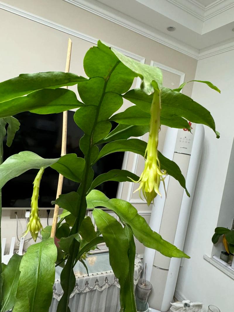 昙花有不开花的品种吗-第1张图片-宁夏农业信息网