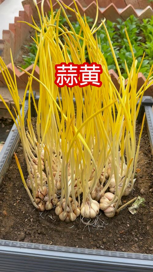 蒜黄种植选啥品种好？-第1张图片-宁夏农业信息网