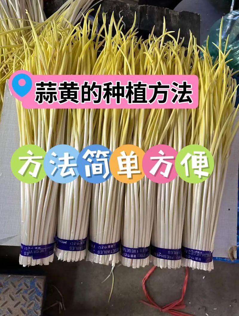 蒜黄种植选啥品种好？-第2张图片-宁夏农业信息网