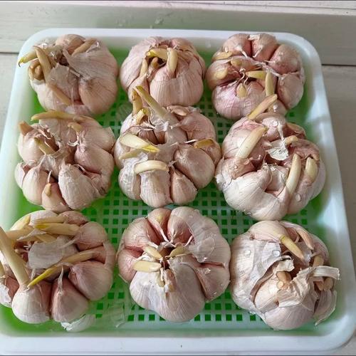 蒜黄种植选啥品种好？-第3张图片-宁夏农业信息网
