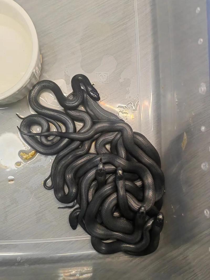 浙江黑王品种具体有哪些？-第1张图片-宁夏农业信息网