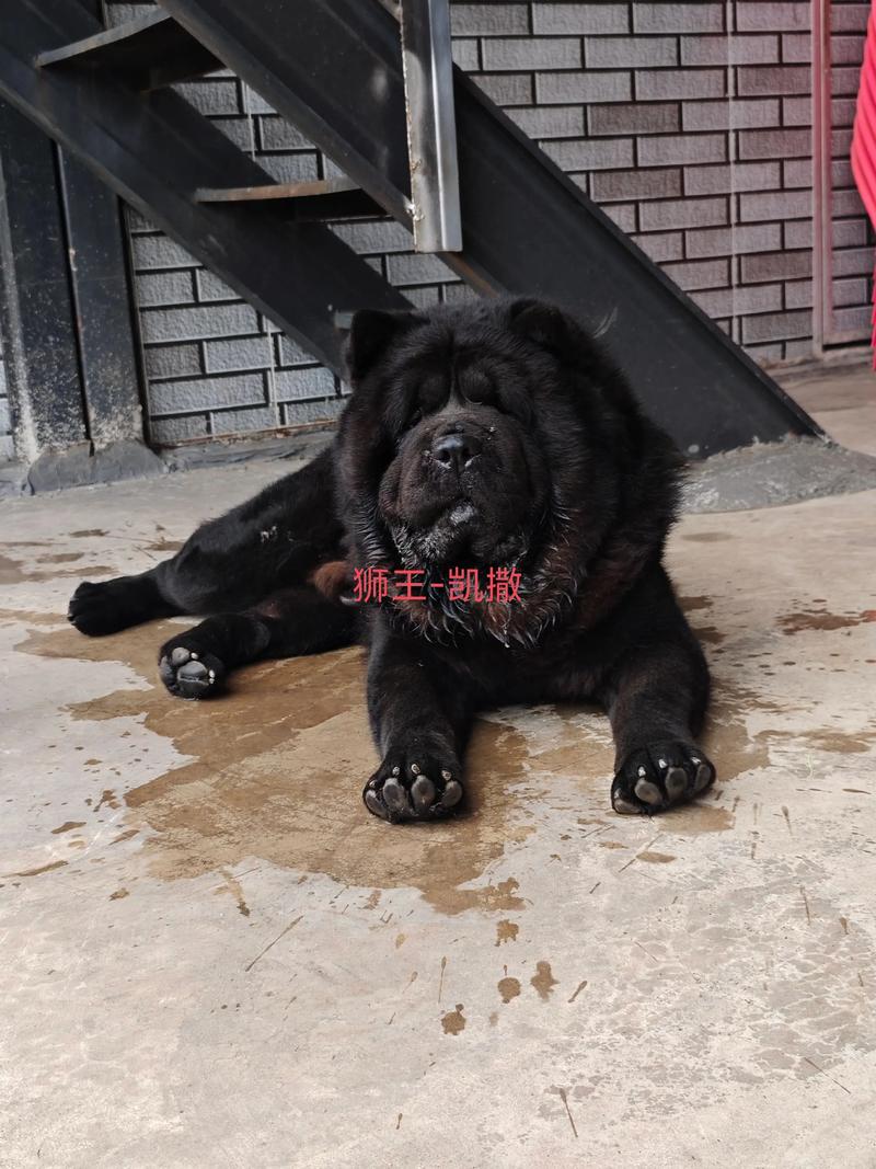 浙江黑王品种具体有哪些？-第2张图片-宁夏农业信息网