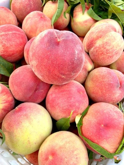 哪种桃子品种是纯甜的?-第1张图片-宁夏农业信息网 哪种桃子品种是纯甜的?-第1张图片-宁夏农业信息网