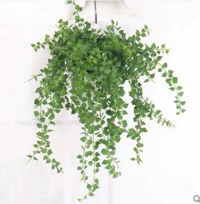 百万心串钱藤怎么养才爆盆?-第2张图片-宁夏农业信息网 百万心串钱藤怎么养才爆盆?-第2张图片-宁夏农业信息网