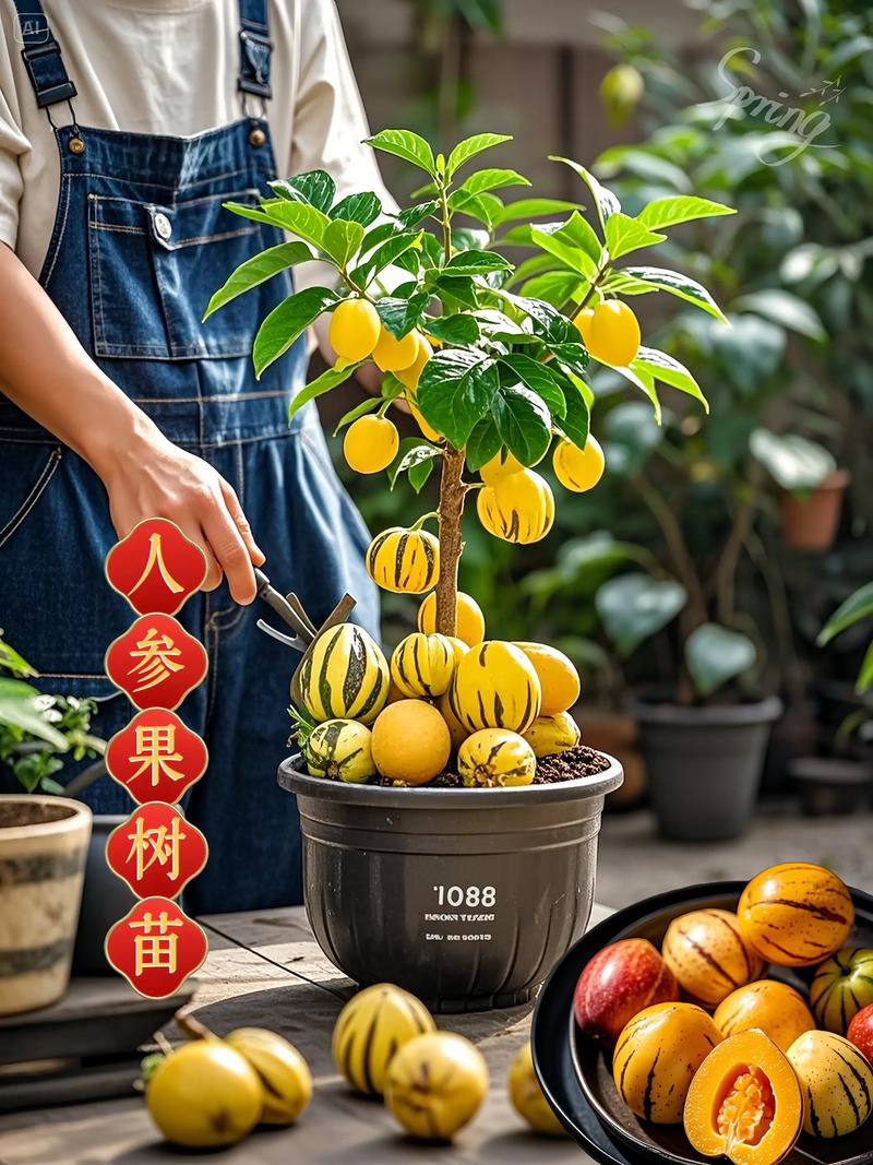 盆栽人参果怎么养才能结果？-第1张图片-宁夏农业信息网