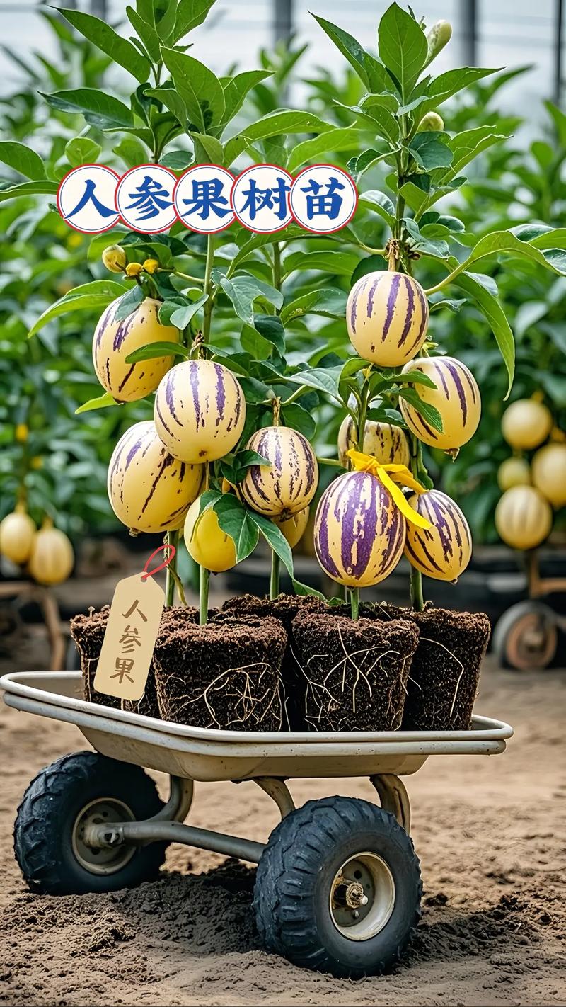 盆栽人参果怎么养才能结果?-第2张图片-宁夏农业信息网 盆栽人参果怎么养才能结果?-第2张图片-宁夏农业信息网