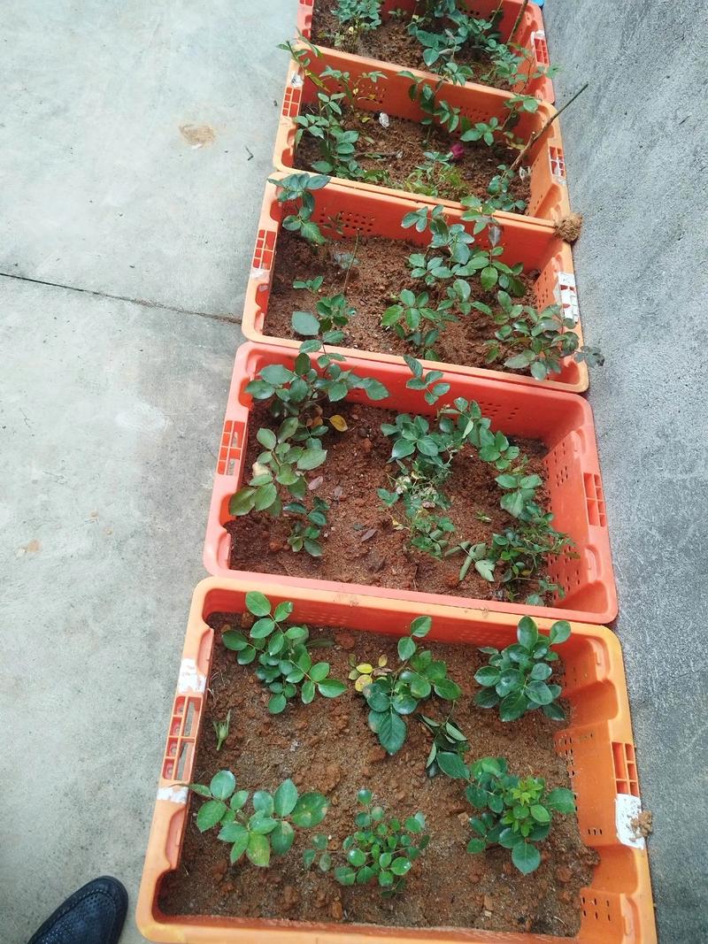 满天星怎么扦插种植?-第1张图片-宁夏农业信息网 满天星怎么扦插种植?-第1张图片-宁夏农业信息网