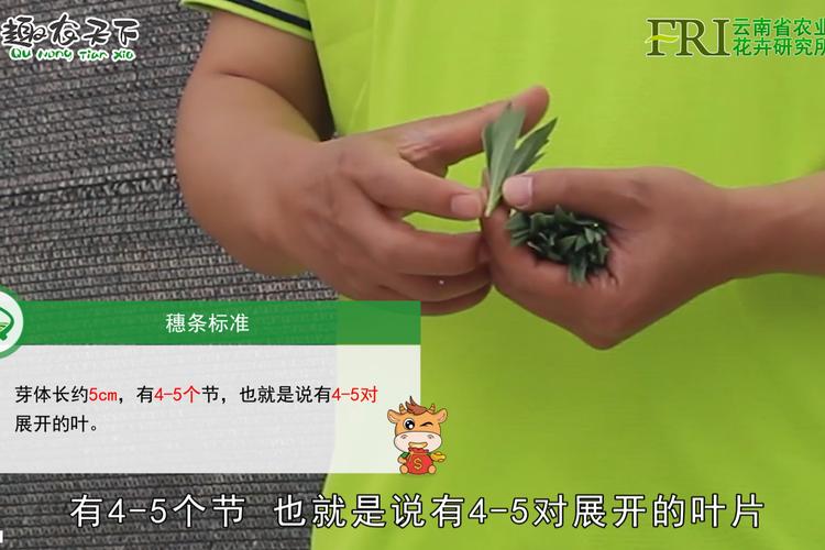 满天星怎么扦插种植？-第2张图片-宁夏农业信息网